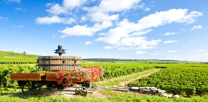 Burgundy 2023 – Immediate Overview